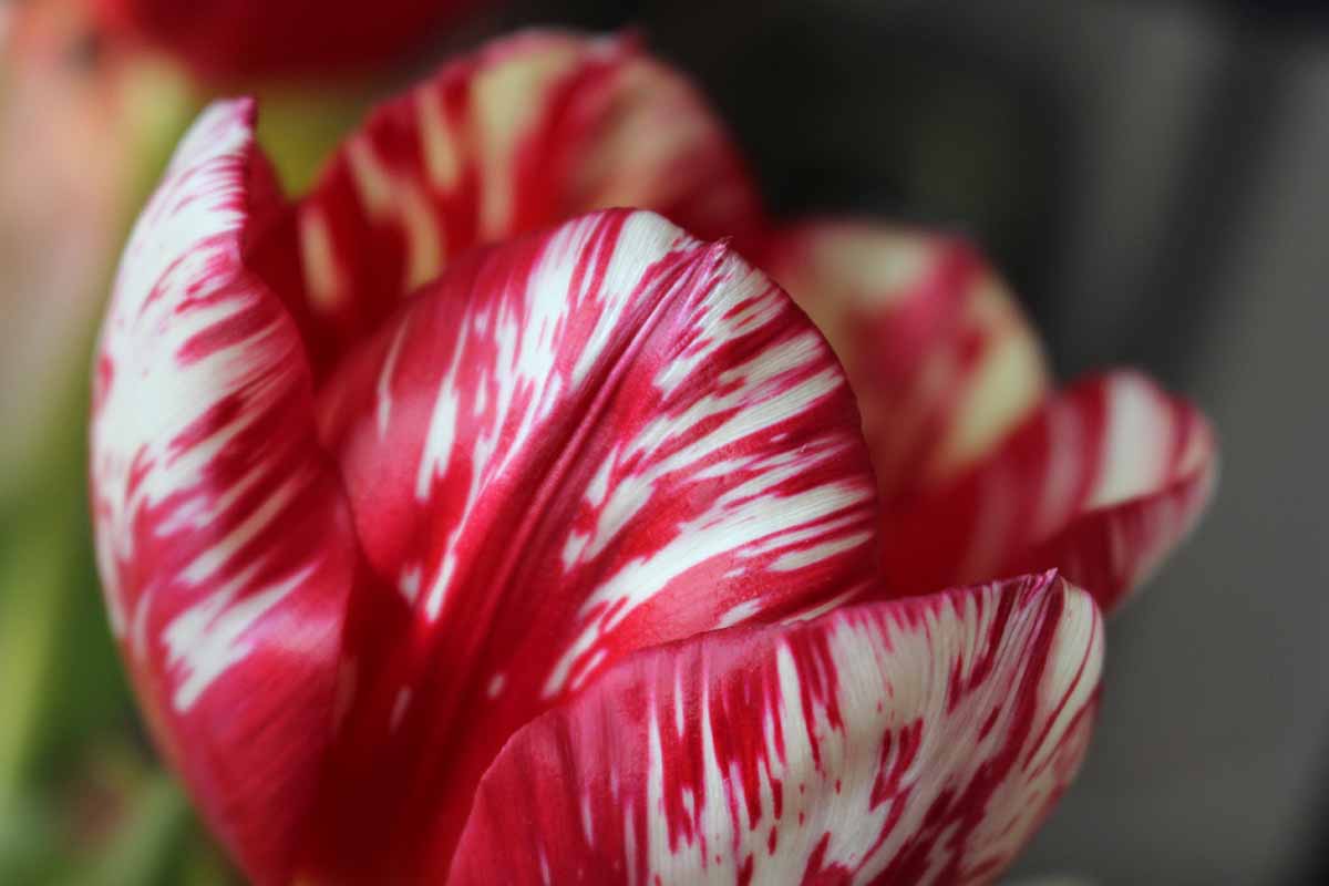 A close up horizontal image of a red and white Rembrandt tulip showing the streaks on the petals, pictured on a soft focus background.