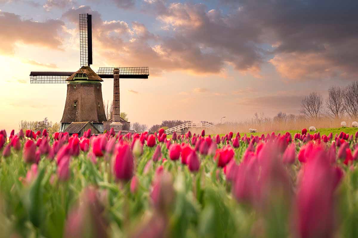 A horizontal image of a tulip field with a windmill in the background in evening light.