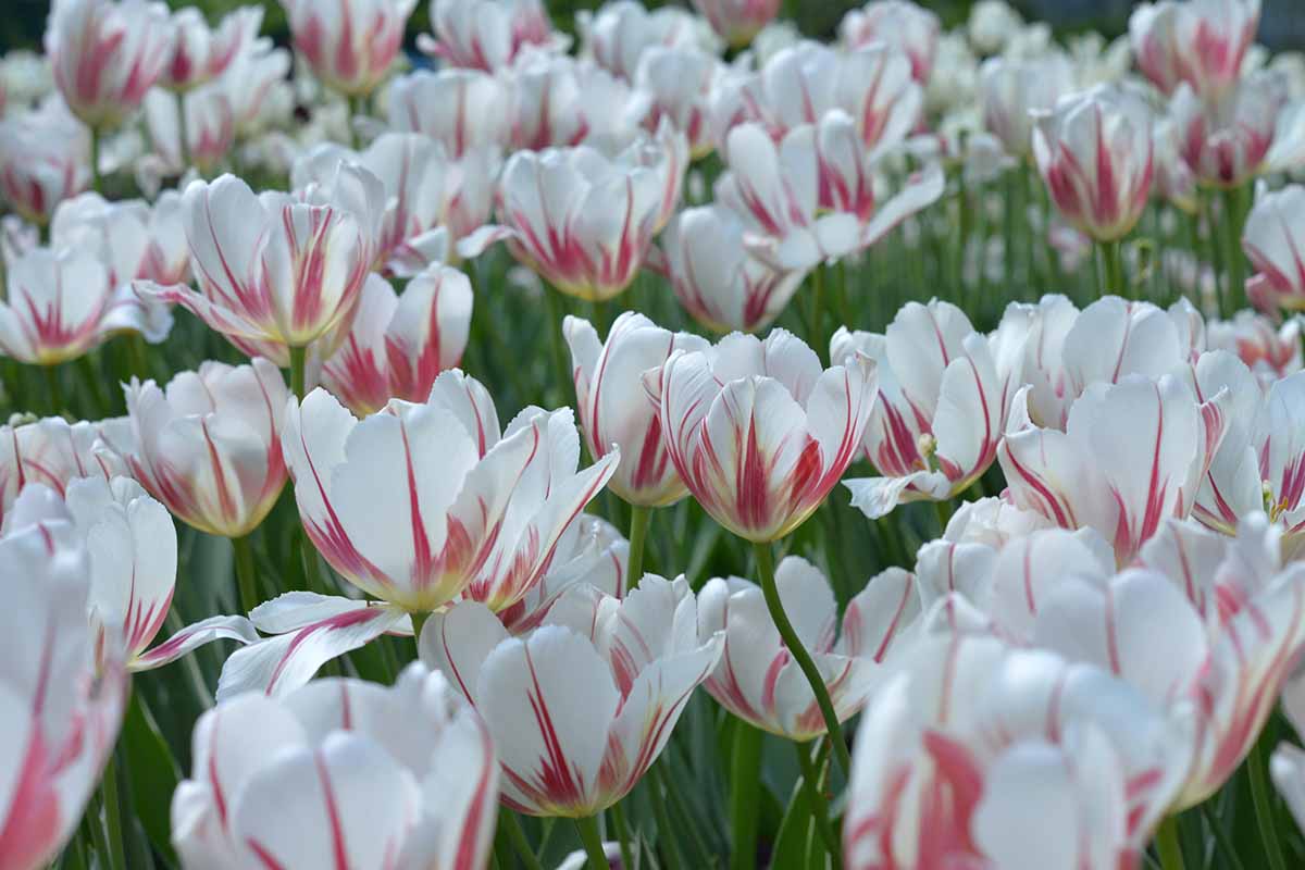 A close up horizontal image of red and white 'Carnaval de Rio' tulips growing in a large swath in the spring garden.