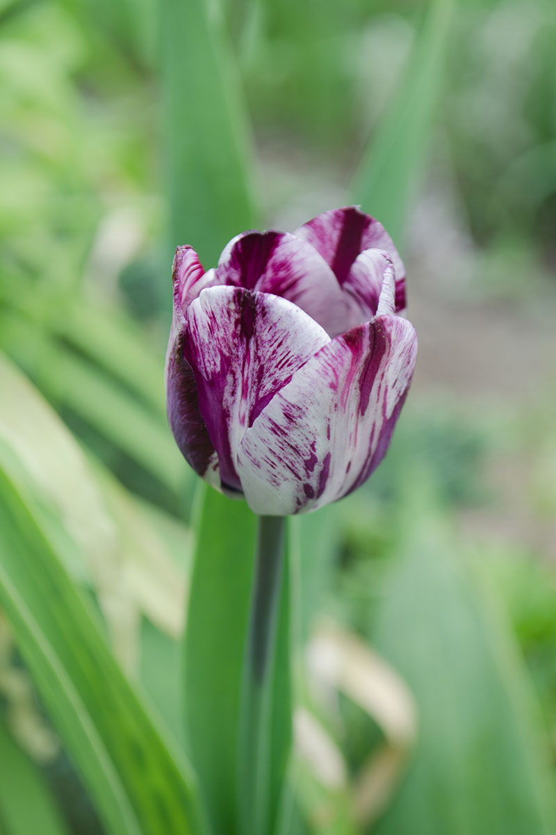 A close up vertical image of a single purple and white Rembrandt tulip growing in the garden pictured on a soft focus background.