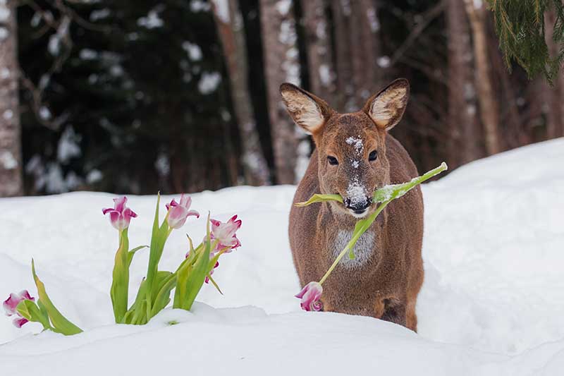 A horizontal image of a deer in the snow munching on early spring flowers.