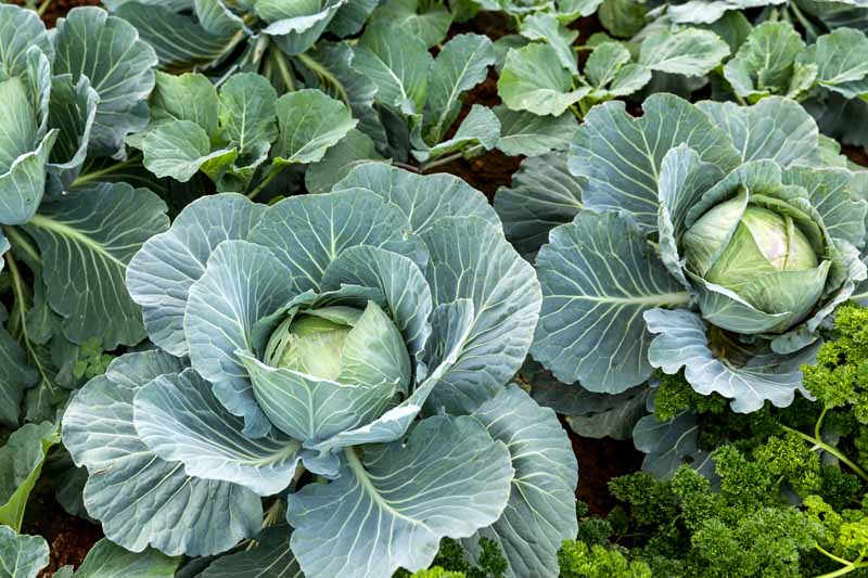 Heads of cabbage (Brassica oleracea var. capitata) growing in a kitchen garden.