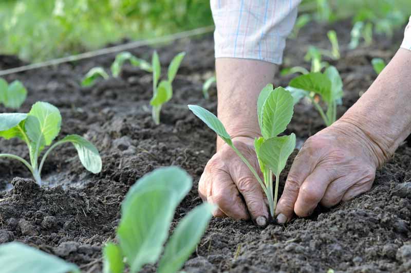 A pair of human hands transplants cabbage seedlings into a vegetable garden.