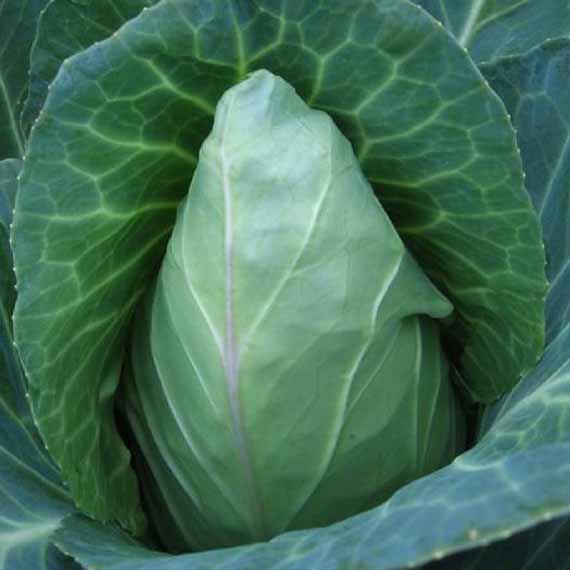 An elogated Early Jersey Wakefield cabbage growing in a home vegetable garden.