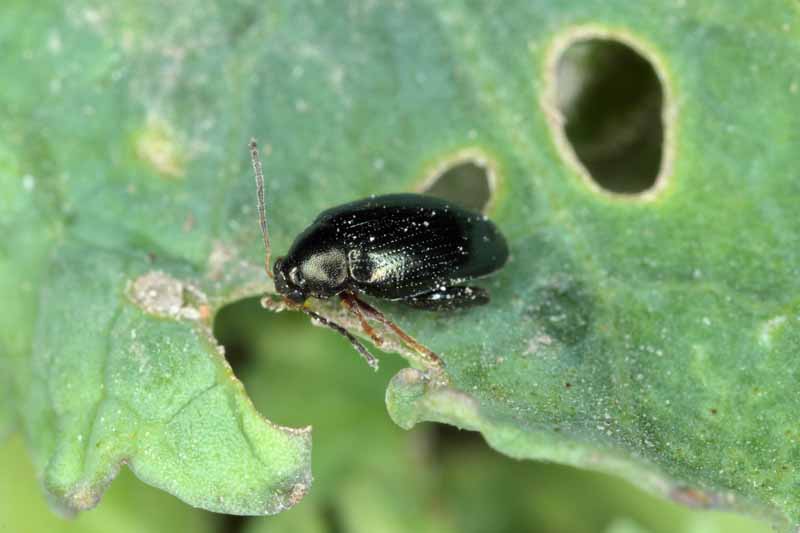 Cabbage Stem Flea Beetle on a brassica leaf. Macro shot.