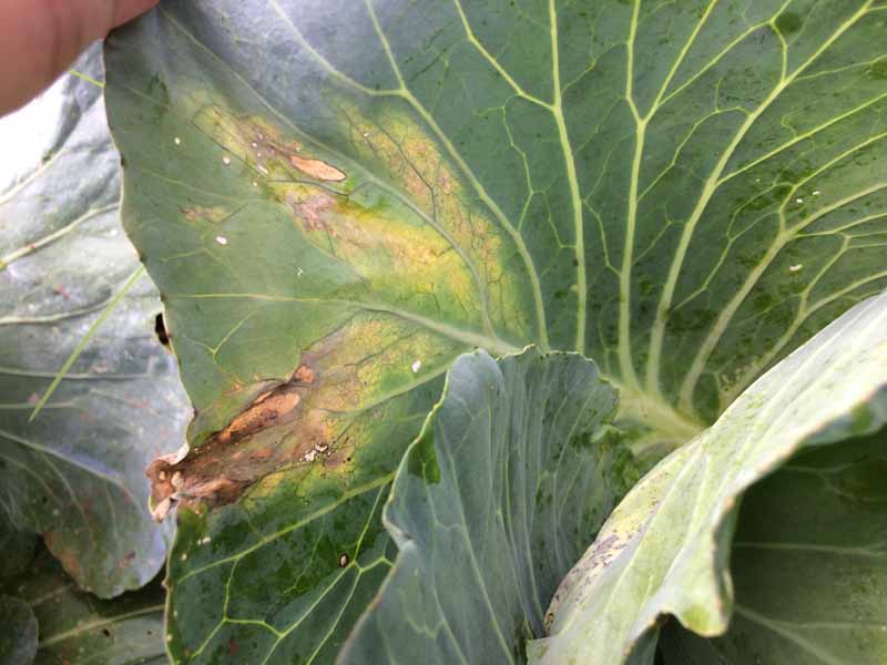 Close up a brassica leaf showing signs of black rot with yellow, brown, and black splotches.