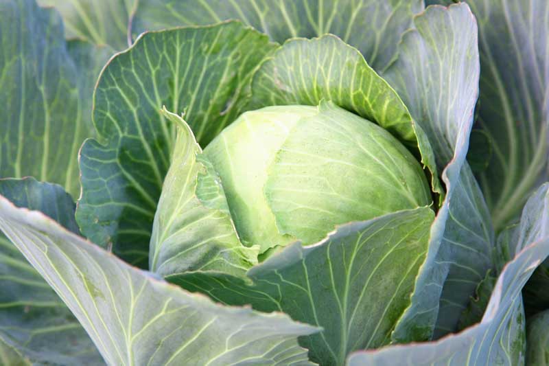 A close up of a head of green cabbage growing in a vegetable garden..