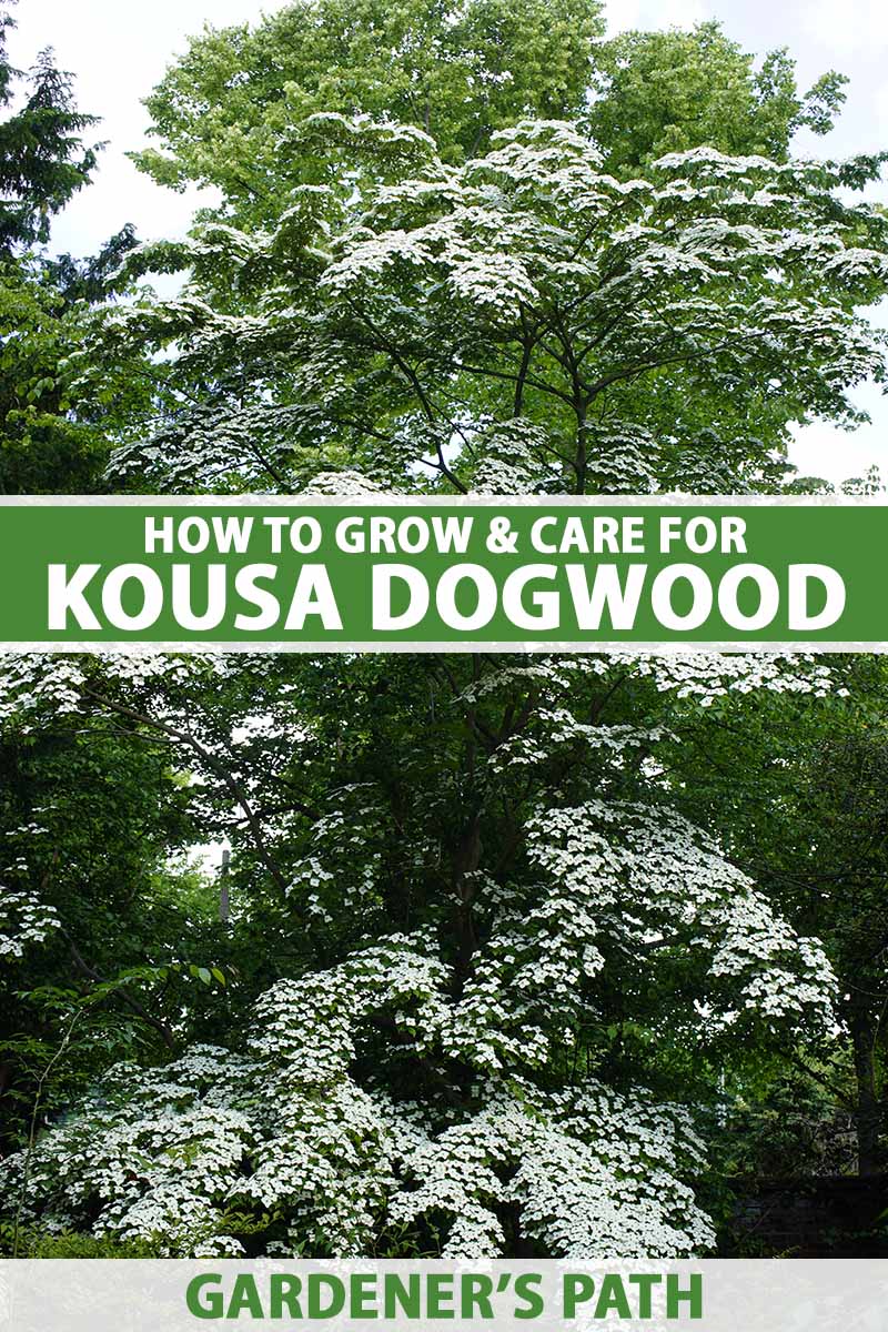 A vertical image of a large kousa dogwood tree growing in the garden. To the center and bottom of the frame is green and white printed text.