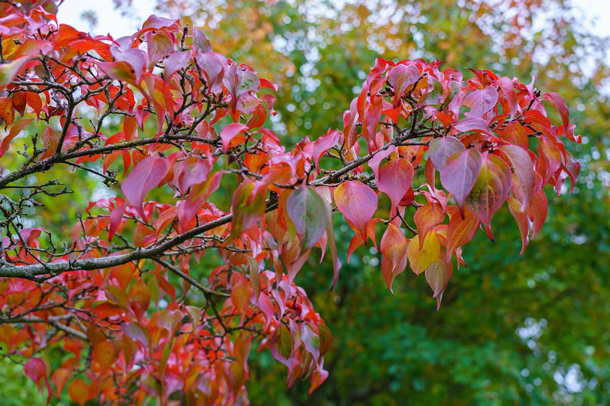 A horizontal image of the red fall foliage of a Chinese dogwood (Cornus kousa) growing in the garden.