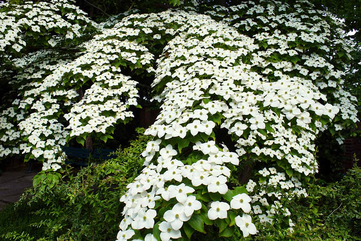 A close up horizontal image of a kousa dogwood tree laden with white flowers growing in the garden.