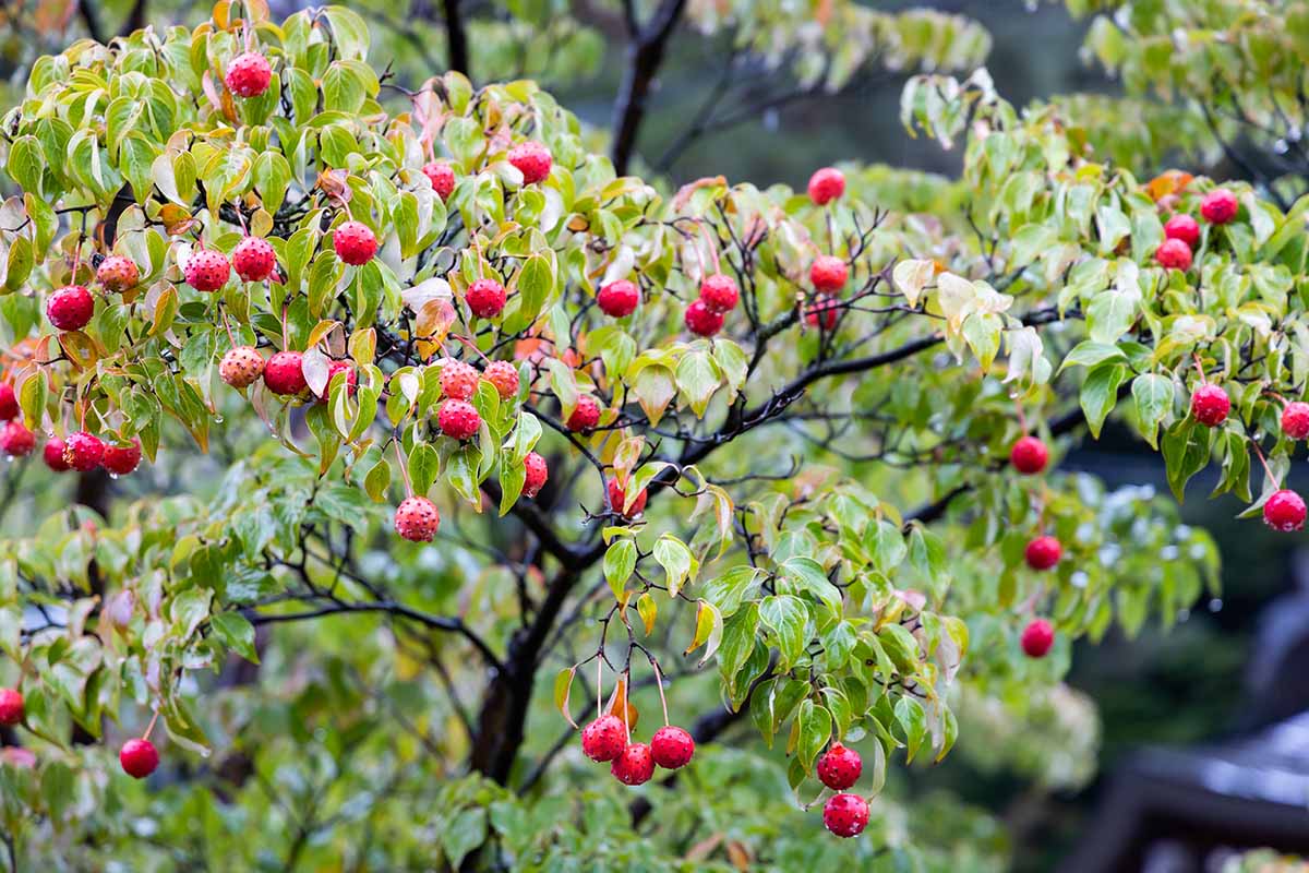 A horizontal image of a kousa dogwood tree laden with bright red fruits in autumn pictured on a soft focus background.