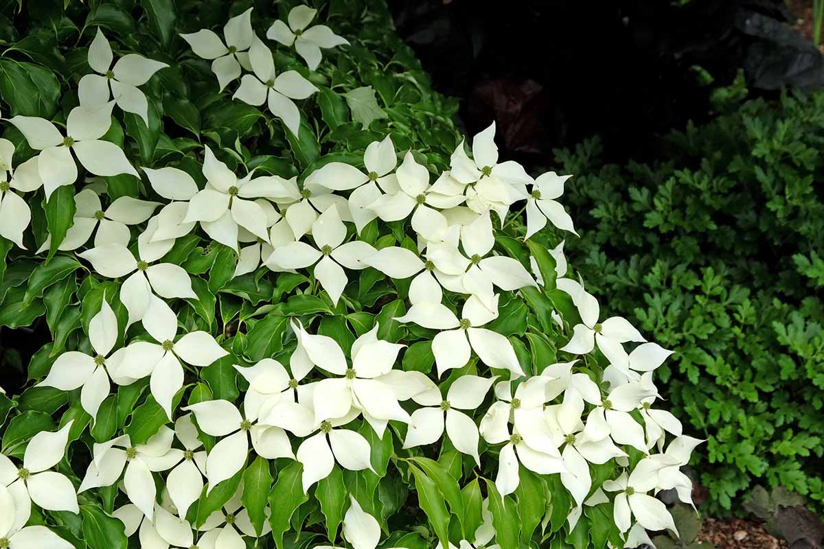 A horizontal image of a kousa dogwood with white flowers growing in a partially shady garden border.