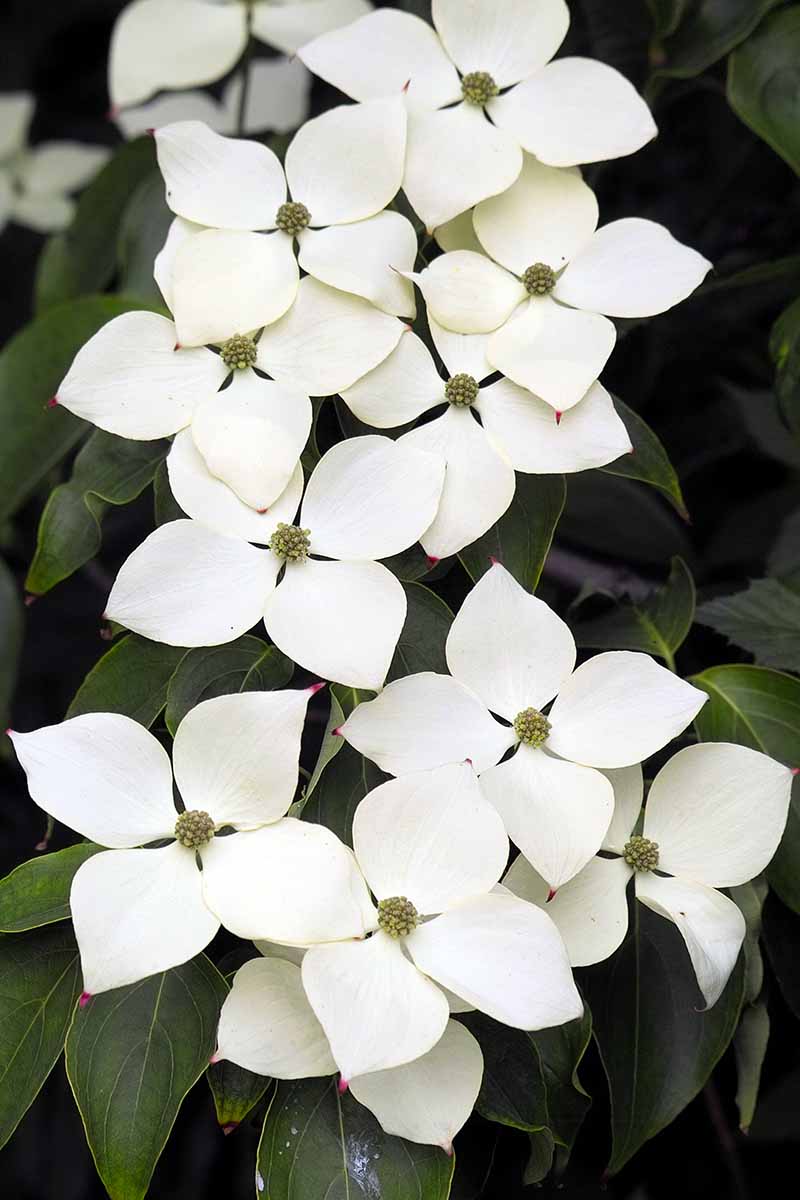 A close up vertical image of the white flowers of Cornus kousa 'Milky Way' with foliage in soft focus in the background.