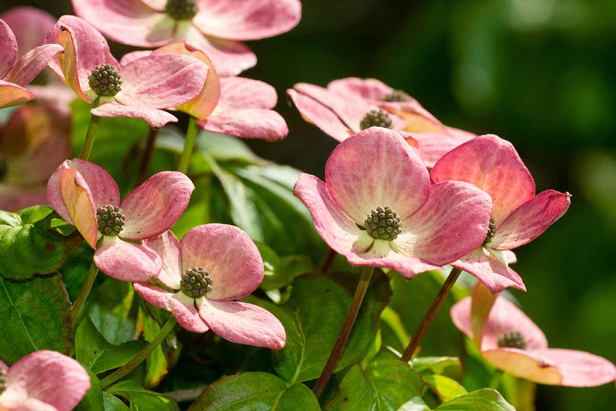 A close up horizontal image of the pink flowers of Cornus kousa 'Miss Satomi' pictured in light sunshine on a soft focus background.