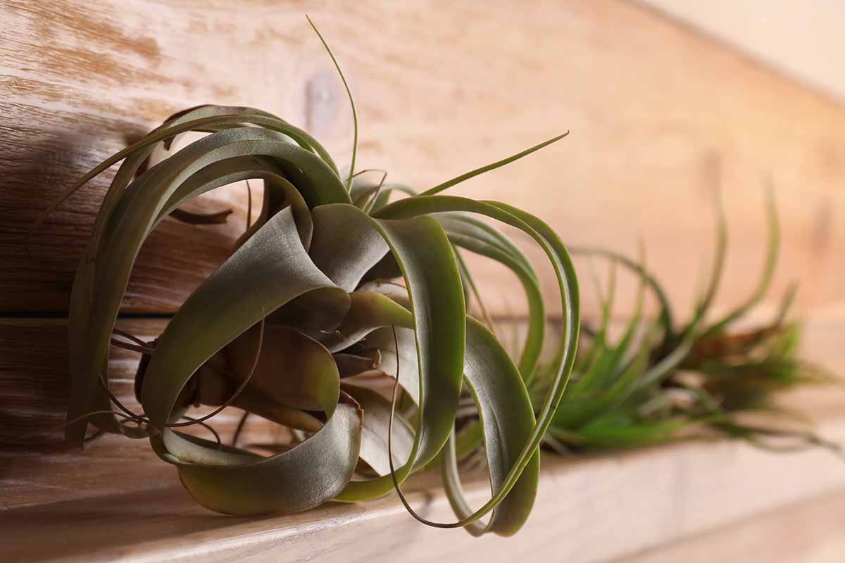 A horizontal shot of a an air plant lying on its side on a wooden shelf.