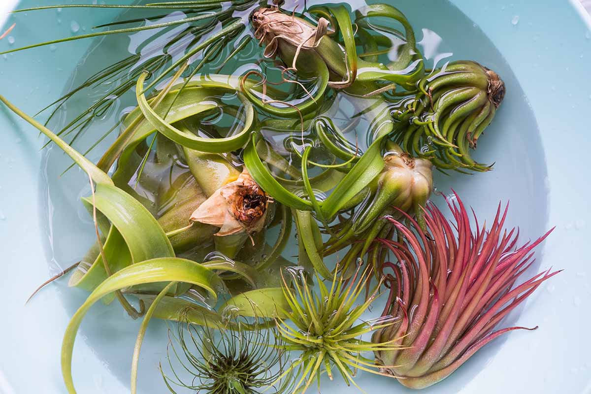 A horizontal shot from above of Xerographica and many other Tillandsia plants soaking in a sky blue bowl of water.