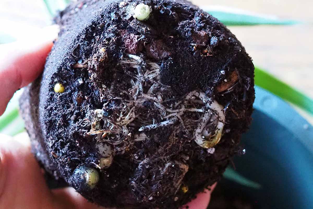 A horizontal close up of the root ball and bottom of a spider plant. Through the bottom of the soil are many small, thin roots visible.