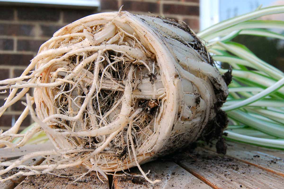 A horizontal shot of a pot bound root system of a spider plant lying on its side on a wooden slated table.