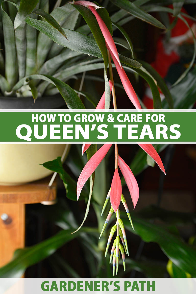 A vertical photo of a queen\'s tears plant with a bright pink bloom coming out of the center of the plant. Green and white text span the center and bottom of the frame.