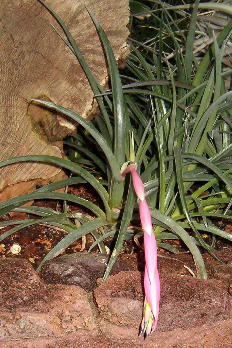 A vertical photo of a queen\'s tears bromeliad growing outdoors against a large rock.