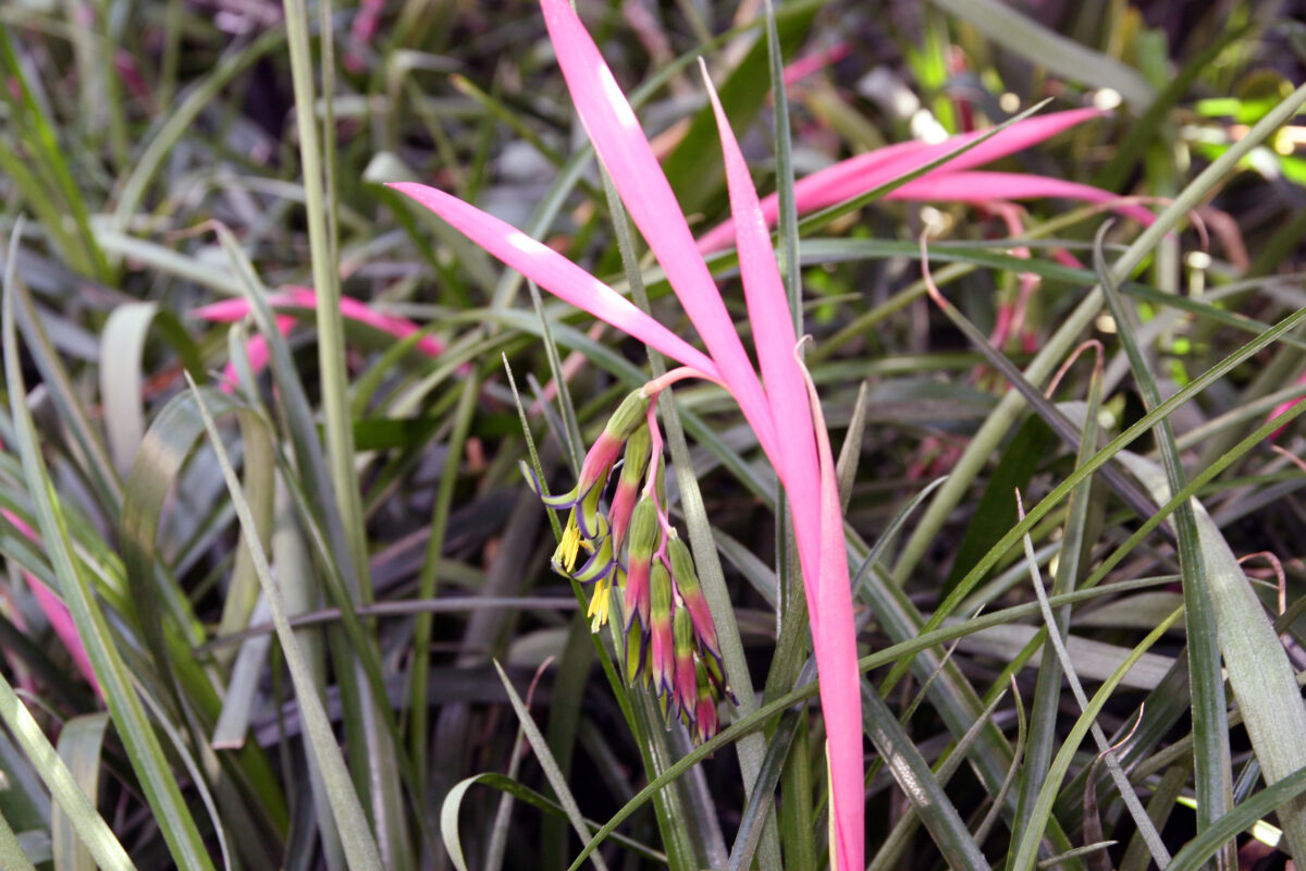 A horizontal photo of a queen\'s tears bromeliad with several pink flowers emerging from the center stalk.