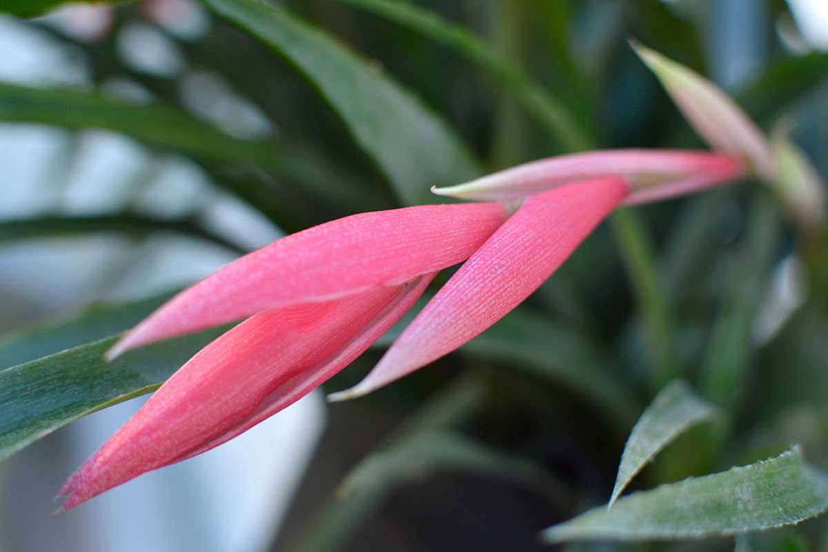 A horizontal close up of a pink queen\'s tears bromeliad in bloom. The pink flower is centered in the frame with the green foliage out of focus behind it.