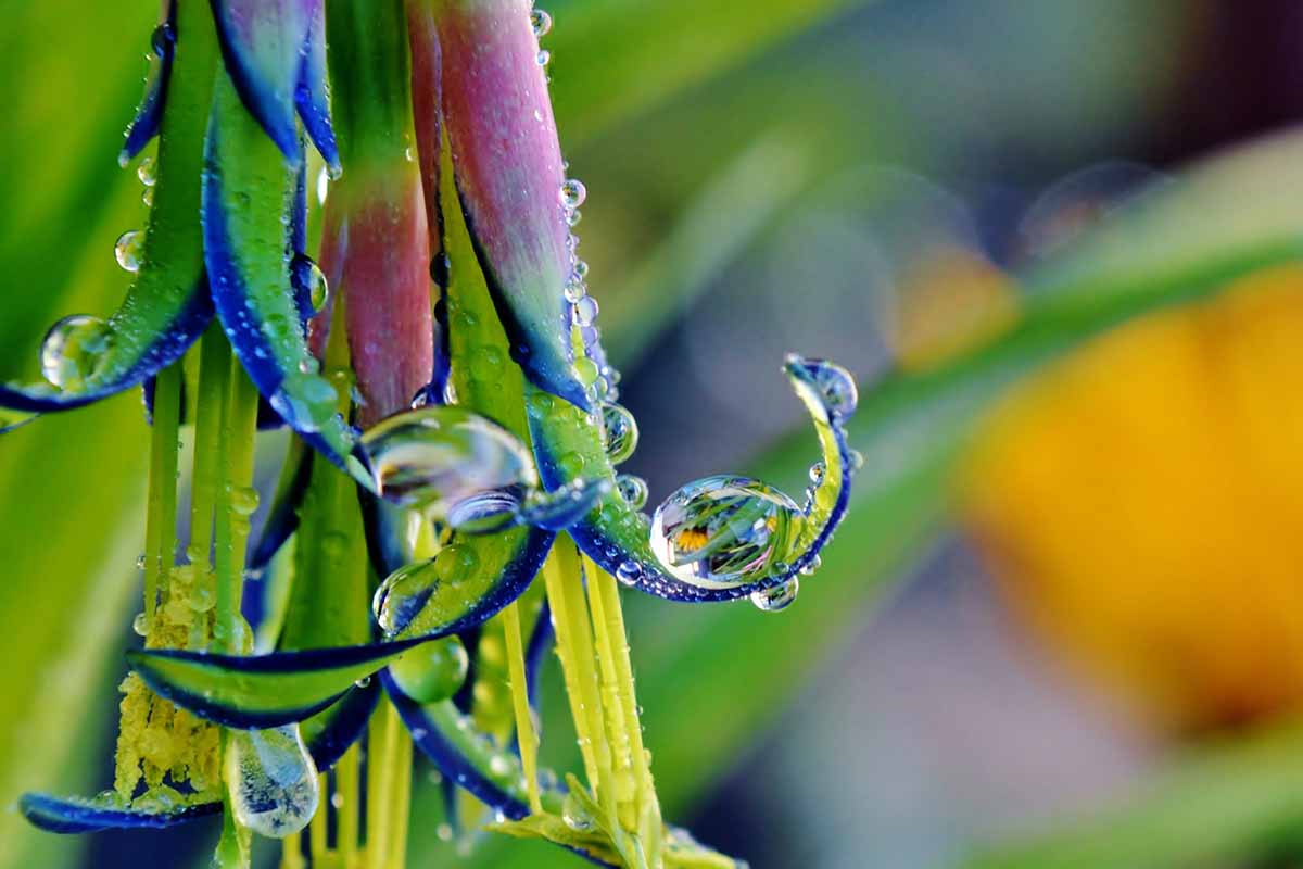 A horizontal close up of a billbergia nutans plant. A queen\'s tears flower is in sharp focus in the center of the frame with raindrops on the petals.