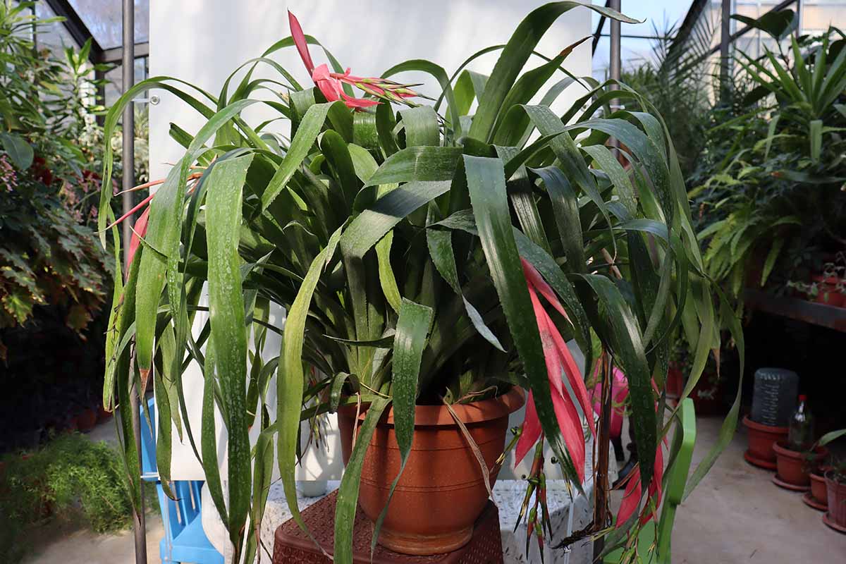 A horizontal photo of a queen\'s tears bromeliad with several pink flowers growing in a terra cotta pot.