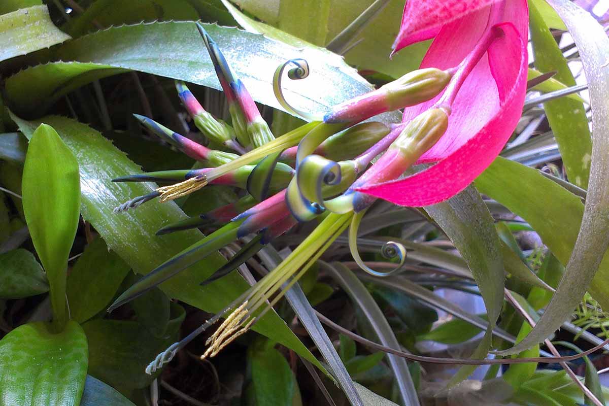 A horizontal close up photo of a queen\'s tears bromeliad with a bright pink and purple striped bloom.