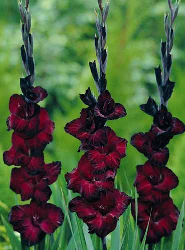 A close up of \'Black Star\' gladiolus flowers growing in the garden pictured on a soft focus background.