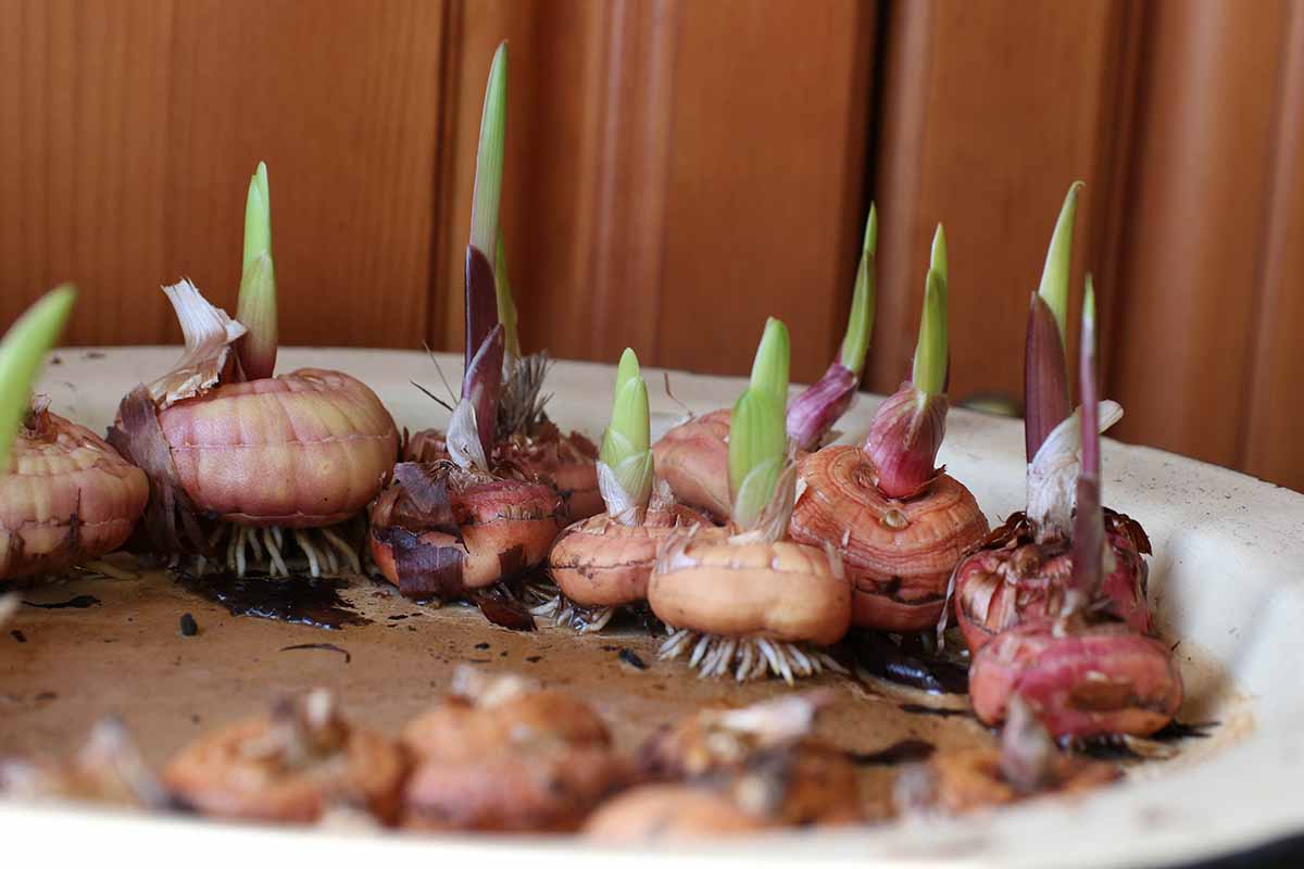 A close up horizontal image of gladiolus bulbs in a flat bowl of water with sprouts and roots ready to plant in the spring garden.
