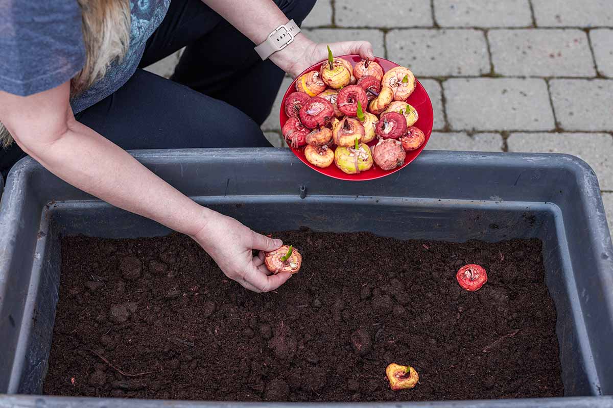 A close up horizontal image of a gardener planting gladiolus bulbs in a large rectangular planter filled with dark, rich soil.