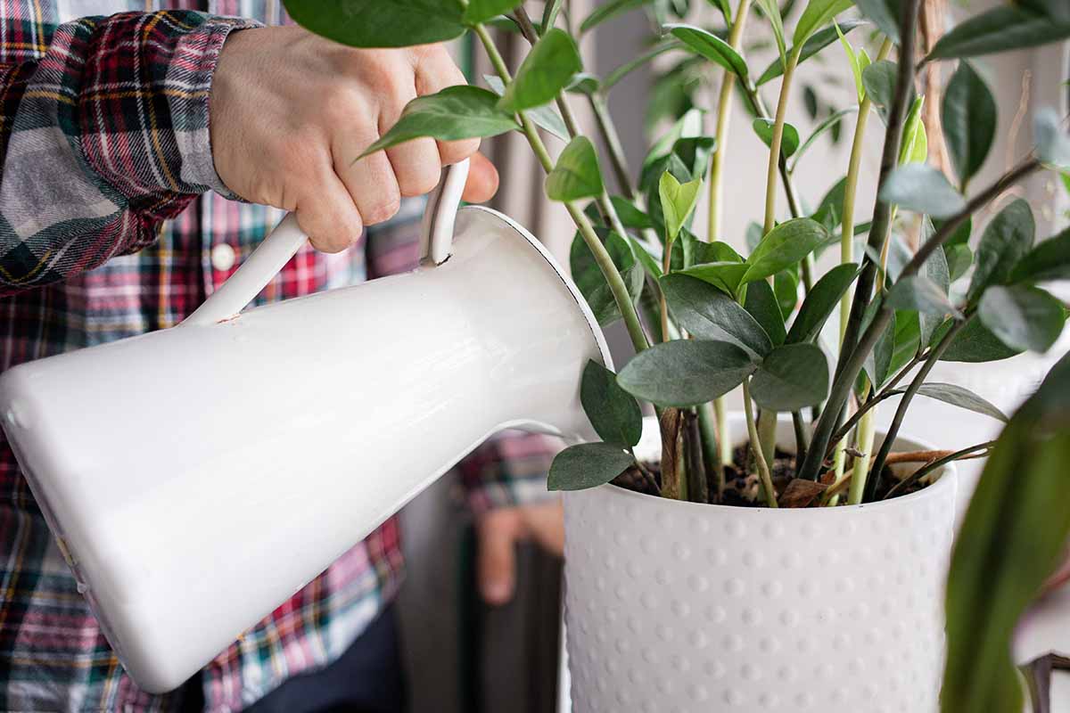 A horizontal close up of a white enamel pitcher watering a houseplant in a white ceramic pot.