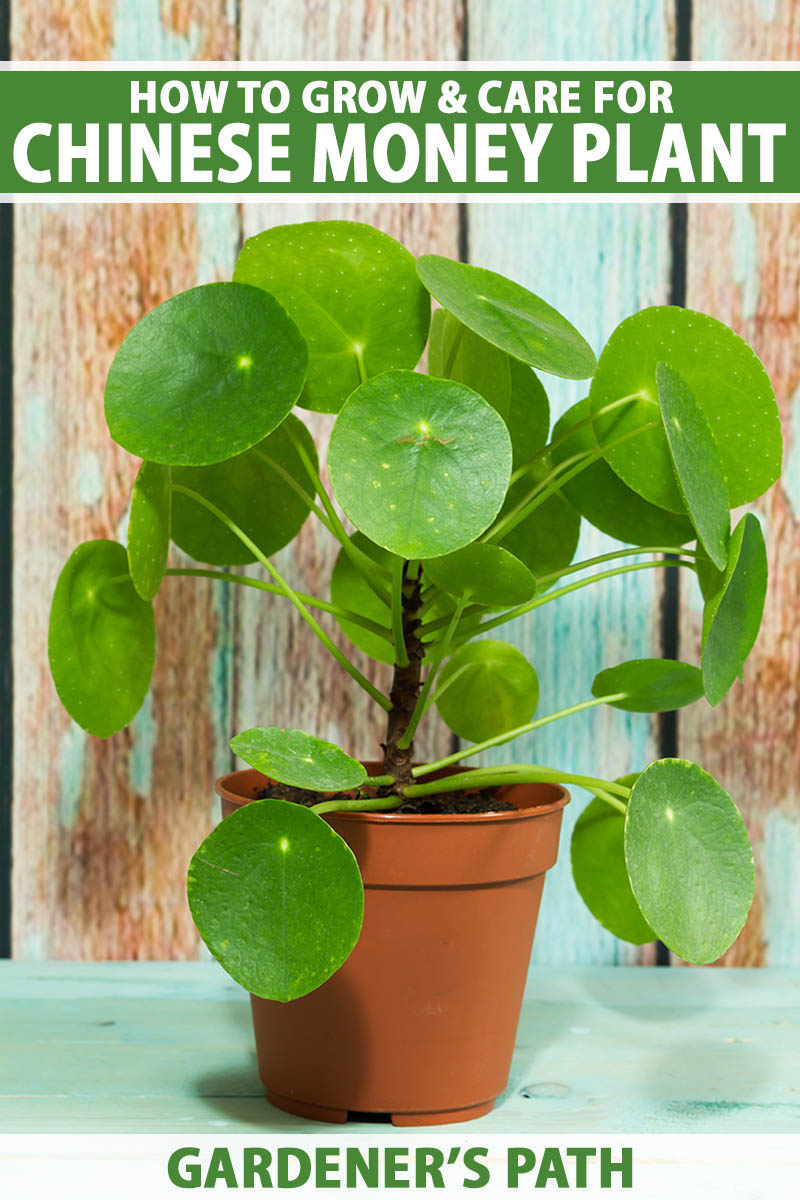 A close up vertical image of a Pilea peperomioides aka Chinese money plant growing in a small pot against a distressed wall background. To the top and bottom of the frame is green and white printed text.