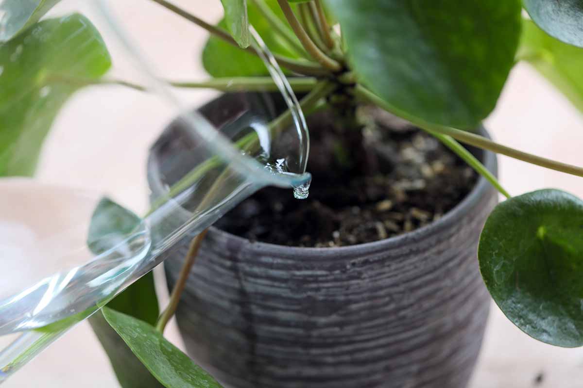 A close up horizontal image of a glass jug being used to water at the soil level of a houseplant growing in a pot.