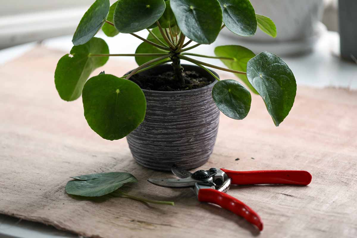 A close up horizontal image of a small Chinese money plant with a pruned leaf and a pair of secateurs on the wooden table beside it.