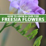 How to Grow and Care for Freesia Flowers